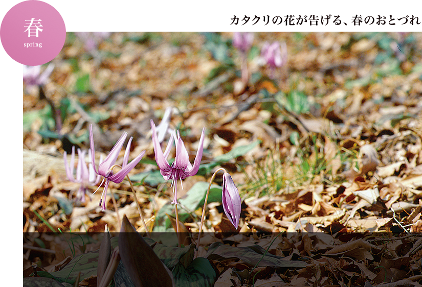 カタクリの花が告げる、春のおとづれ